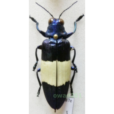 Chrysochroa castelnaudi H. Deyrolle, 1862 35mm Malaysia87e